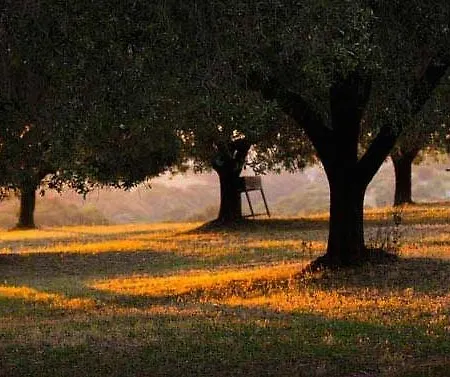 Agriturismo Pacifico Formello