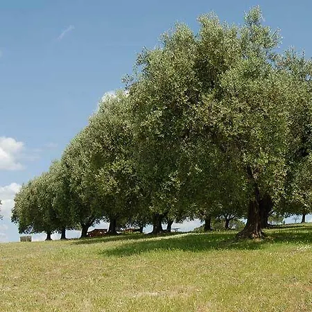 Agriturismo Pacifico Formello
